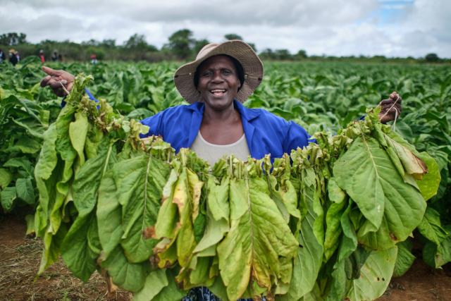 Prestance Siqhoza, a farmer, poses with a bundle of leaves prepared for curing during a tobacco field-day training at a farm outside Bulawayo on March 12, 2026. Zimbabwe's tobacco crop -- Africa's largest -- has rebounded to record levels, driven by smallholders contracted to mainly Chinese firms and despite concerns about debt, dependence and deforestation.
From 306 million kilogrammes in 2024, production soared to 355 million kg in 2025, according to the Tobacco Industry and Marketing Board. 
A harvest over 360 million kg is expected this year after a 15 percent increase in the planted area. (Photo by Zinyange Auntony / AFP)