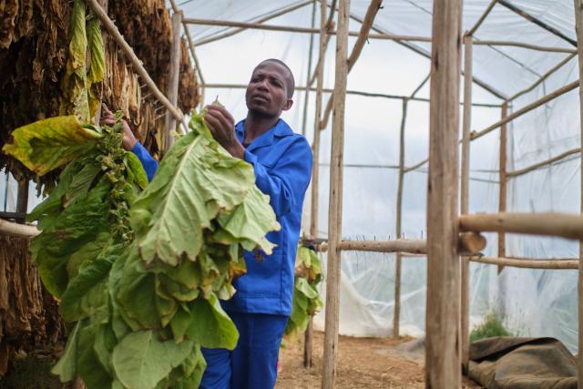 A farm worker carries a bundle of tobacco leaves for curing in a climate-smart barn at a farm outside Bulawayo on March 12, 2026. A climate-smart tobacco barn is an energy-efficient, sustainable curing facility designed to reduce fuel consumption (wood or coal), lower carbon emissions, and minimise deforestation in tobacco farming. 
Zimbabwe's tobacco crop -- Africa's largest -- has rebounded to record levels, driven by smallholders contracted to mainly Chinese firms and despite concerns about debt, dependence and deforestation.
From 306 million kilogrammes in 2024, production soared to 355 million kg in 2025, according to the Tobacco Industry and Marketing Board. 
A harvest over 360 million kg is expected this year after a 15 percent increase in the planted area. (Photo by Zinyange Auntony / AFP)