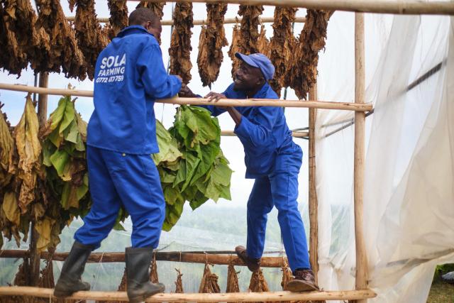 Farm workers bundle tobacco leaves for curing in a climate-smart barn at a farm outside Bulawayo on March 12, 2026. A climate-smart tobacco barn is an energy-efficient, sustainable curing facility designed to reduce fuel consumption (wood or coal), lower carbon emissions, and minimise deforestation in tobacco farming. 
Zimbabwe's tobacco crop -- Africa's largest -- has rebounded to record levels, driven by smallholders contracted to mainly Chinese firms and despite concerns about debt, dependence and deforestation.
From 306 million kilogrammes in 2024, production soared to 355 million kg in 2025, according to the Tobacco Industry and Marketing Board. 
A harvest over 360 million kg is expected this year after a 15 percent increase in the planted area. (Photo by Zinyange Auntony / AFP)