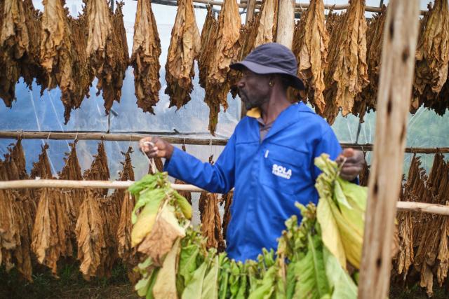 A farm worker carries a bundle of tobacco leaves for curing in a climate-smart barn at a farm outside Bulawayo on March 12, 2026. A climate-smart tobacco barn is an energy-efficient, sustainable curing facility designed to reduce fuel consumption (wood or coal), lower carbon emissions, and minimise deforestation in tobacco farming. 
Zimbabwe's tobacco crop -- Africa's largest -- has rebounded to record levels, driven by smallholders contracted to mainly Chinese firms and despite concerns about debt, dependence and deforestation.
From 306 million kilogrammes in 2024, production soared to 355 million kg in 2025, according to the Tobacco Industry and Marketing Board. 
A harvest over 360 million kg is expected this year after a 15 percent increase in the planted area. (Photo by Zinyange Auntony / AFP)