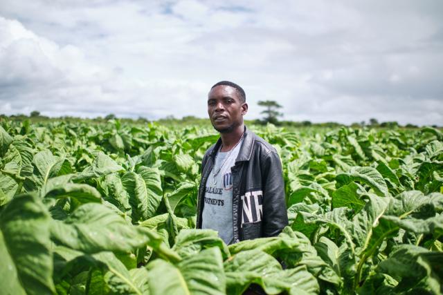 Lovemore Sakala poses for portrait in a tobacco field at a farm outside Bulawayo on March 12, 2026. Zimbabwe's tobacco crop -- Africa's largest -- has rebounded to record levels, driven by smallholders contracted to mainly Chinese firms and despite concerns about debt, dependence and deforestation.
From 306 million kilogrammes in 2024, production soared to 355 million kg in 2025, according to the Tobacco Industry and Marketing Board. 
A harvest over 360 million kg is expected this year after a 15 percent increase in the planted area. (Photo by Zinyange Auntony / AFP)