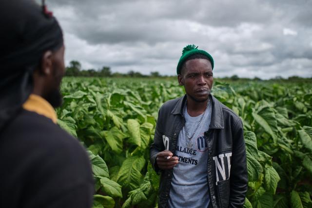 Lovemore Sakala smokes a cigarette during break at a tobacco field day training at a farm outside Bulawayo on March 12, 2026. Zimbabwe's tobacco crop -- Africa's largest -- has rebounded to record levels, driven by smallholders contracted to mainly Chinese firms and despite concerns about debt, dependence and deforestation.
From 306 million kilogrammes in 2024, production soared to 355 million kg in 2025, according to the Tobacco Industry and Marketing Board. 
A harvest over 360 million kg is expected this year after a 15 percent increase in the planted area. (Photo by Zinyange Auntony / AFP)