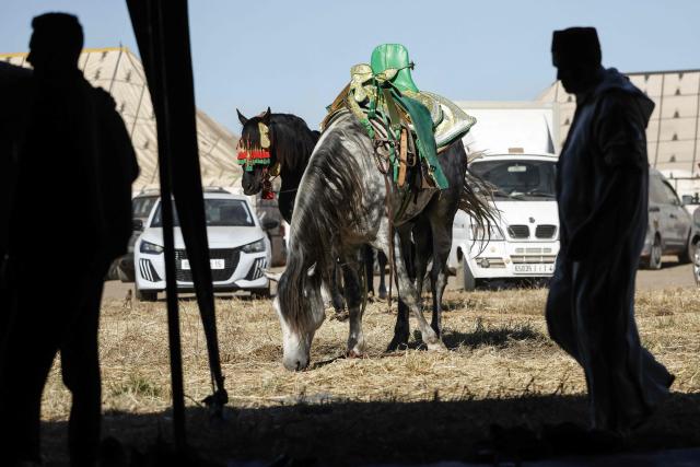 Horses graze near the field where a Tbourida, or Fantasia, traditional equestrian performance takes place in the city of Bouznika on May 13, 2026. (Photo by Abdel Majid BZIOUAT / AFP)
