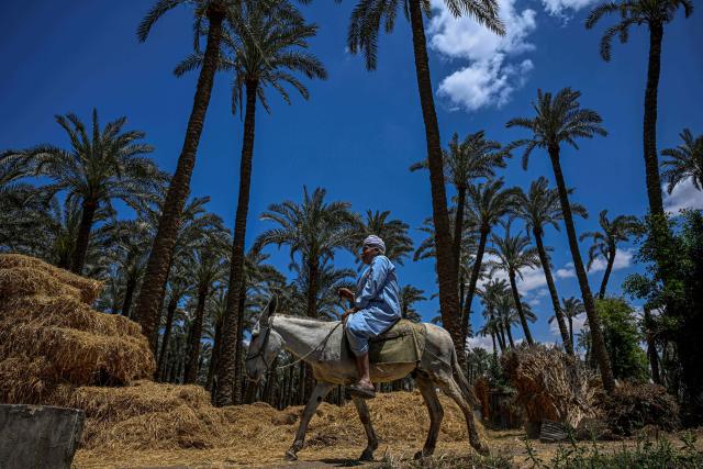 A farmer rides a donkey past bails of wheat hay and palm trees in the village of Maraziq, about 30 kilometres south of Giza, on May 4, 2026. Egyptian smallholders have seen their lives upended by the war in Iran, with soaring fertiliser and energy prices forcing many to lay off workers and reduce the amount of land they farm. Before the United States and Israel launched the war that would end up engulfing the region, Ashraf Abu Ragab cultivated a full acre with a small crew. (Photo by Khaled DESOUKI / AFP)