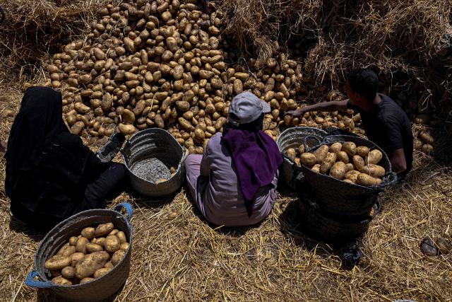 Farmers pick harvested potatoes before shipping them off, at a field in the village of Maraziq, about 30 kilometres south of Giza, on May 4, 2026. Egyptian smallholders have seen their lives upended by the war in Iran, with soaring fertiliser and energy prices forcing many to lay off workers and reduce the amount of land they farm. Before the United States and Israel launched the war that would end up engulfing the region, Ashraf Abu Ragab cultivated a full acre with a small crew. (Photo by Khaled DESOUKI / AFP)