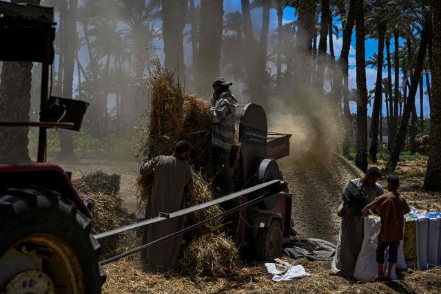 Farmers thresh harvested wheat in a field in the village of Maraziq, about 30 kilometres south of Giza, on May 4, 2026. Egyptian smallholders have seen their lives upended by the war in Iran, with soaring fertiliser and energy prices forcing many to lay off workers and reduce the amount of land they farm. Before the United States and Israel launched the war that would end up engulfing the region, Ashraf Abu Ragab cultivated a full acre with a small crew. (Photo by Khaled DESOUKI / AFP)