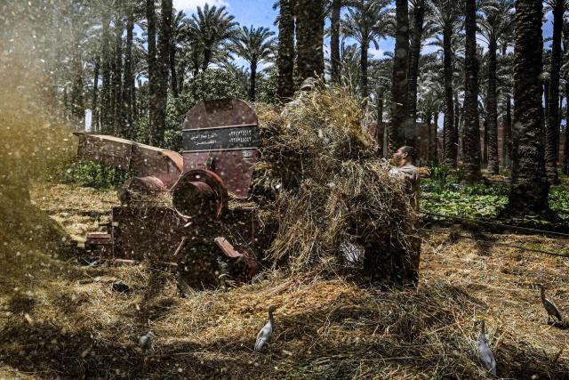 A farmer carries harvested wheat to a threshing machine in a field in the village of Maraziq, about 30 kilometres south of Giza, on May 4, 2026. Egyptian smallholders have seen their lives upended by the war in Iran, with soaring fertiliser and energy prices forcing many to lay off workers and reduce the amount of land they farm. Before the United States and Israel launched the war that would end up engulfing the region, Ashraf Abu Ragab cultivated a full acre with a small crew. (Photo by Khaled DESOUKI / AFP)