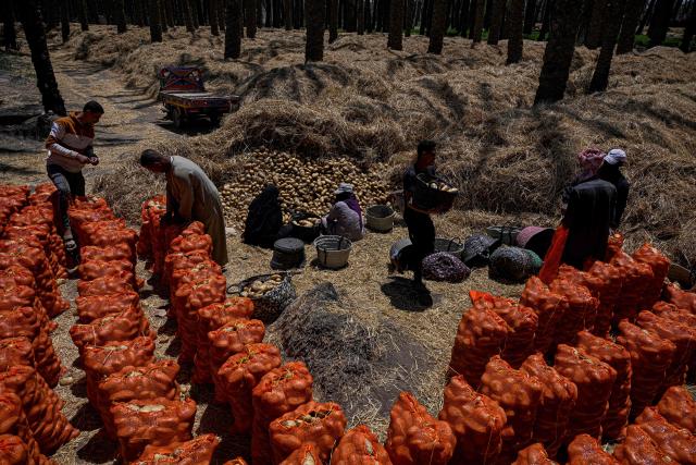 Farmers pick harvested potatoes before shipping them off, at a field in the village of Maraziq, about 30 kilometres south of Giza, on May 4, 2026. Egyptian smallholders have seen their lives upended by the war in Iran, with soaring fertiliser and energy prices forcing many to lay off workers and reduce the amount of land they farm. Before the United States and Israel launched the war that would end up engulfing the region, Ashraf Abu Ragab cultivated a full acre with a small crew. (Photo by Khaled DESOUKI / AFP)
