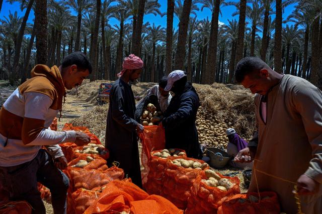 Farmers package harvested potatoes for shipping, at a field in the village of Maraziq, about 30 kilometres south of Giza, on May 4, 2026. Egyptian smallholders have seen their lives upended by the war in Iran, with soaring fertiliser and energy prices forcing many to lay off workers and reduce the amount of land they farm. Before the United States and Israel launched the war that would end up engulfing the region, Ashraf Abu Ragab cultivated a full acre with a small crew. (Photo by Khaled DESOUKI / AFP)