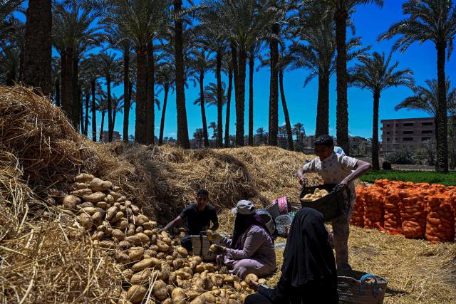 Farmers pick harvested potatoes before shipping them off, at a field in the village of Maraziq, about 30 kilometres south of Giza, on May 4, 2026. Egyptian smallholders have seen their lives upended by the war in Iran, with soaring fertiliser and energy prices forcing many to lay off workers and reduce the amount of land they farm. Before the United States and Israel launched the war that would end up engulfing the region, Ashraf Abu Ragab cultivated a full acre with a small crew. (Photo by Khaled DESOUKI / AFP)
