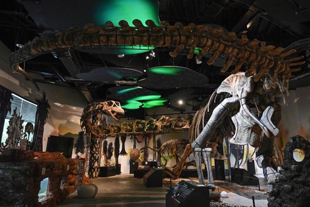 A model skeleton of Nagatitan chaiyaphumensis, Thailand’s largest dinosaur, is pictured at the Thainosaur Museum in Bangkok on May 15, 2026. Scientists have identified a massive new dinosaur from remains discovered in Thailand, with the creature estimated to have weighed as much an nine adult elephants. (Photo by Lillian SUWANRUMPHA / AFP)