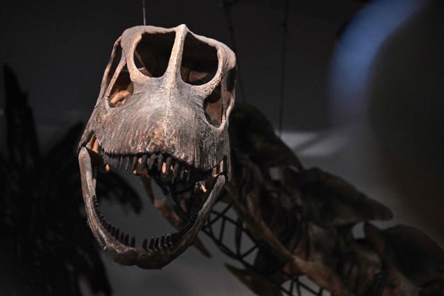 A model skeleton of Nagatitan chaiyaphumensis, Thailand’s largest dinosaur, is pictured at the Thainosaur Museum in Bangkok on May 15, 2026. Scientists have identified a massive new dinosaur from remains discovered in Thailand, with the creature estimated to have weighed as much an nine adult elephants. (Photo by Lillian SUWANRUMPHA / AFP)