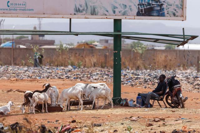 A shepherd sits next to his flock of sheep on the side of a road ahead of the Muslim festival of Eid al-Adha, locally known as Tabaski, in Bamako on May 14, 2026. Since April 30, the jihadists have blocked several key routes leading into Bamako which is disrupting livestock supply routes, delaying the arrival of sheep and driving up prices ahead of Eid al-Ahda. Mali is on edge following large-scale, coordinated attacks on the ruling military junta conducted on April 25 and 26 by Al-Qaeda-linked jihadists and Tuareg separatists. (Photo by AFP)