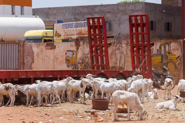 A general view of an improvised sheep market ahead of the Muslim festival of Eid al-Adha, locally known as Tabaski, in Bamako on May 14, 2026. Since April 30, the jihadists have blocked several key routes leading into Bamako which is disrupting livestock supply routes, delaying the arrival of sheep and driving up prices ahead of Eid al-Ahda. Mali is on edge following large-scale, coordinated attacks on the ruling military junta conducted on April 25 and 26 by Al-Qaeda-linked jihadists and Tuareg separatists. (Photo by AFP)