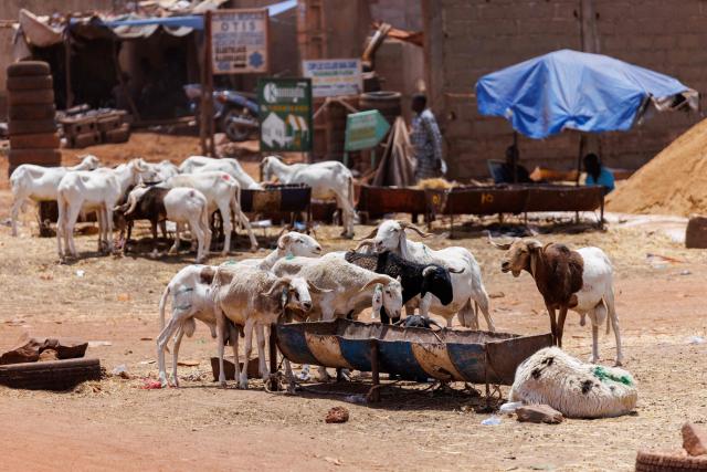 A flock of sheep eats at an improvised sheep market ahead of the Muslim festival of Eid al-Adha, locally known as Tabaski, in Bamako on May 14, 2026. Since April 30, the jihadists have blocked several key routes leading into Bamako which is disrupting livestock supply routes, delaying the arrival of sheep and driving up prices ahead of Eid al-Ahda. Mali is on edge following large-scale, coordinated attacks on the ruling military junta conducted on April 25 and 26 by Al-Qaeda-linked jihadists and Tuareg separatists. (Photo by AFP)
