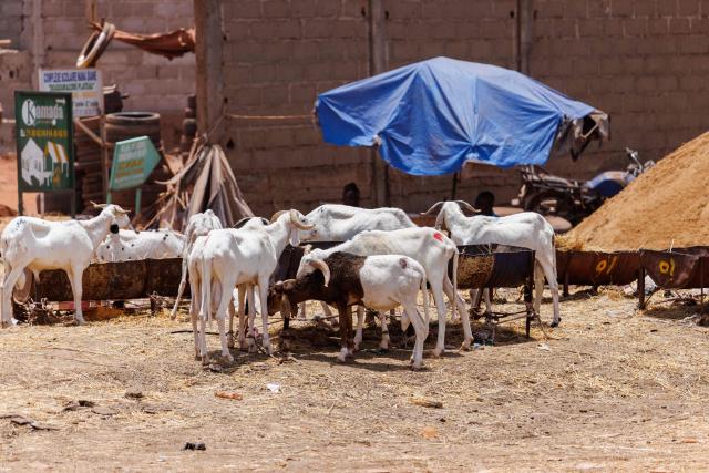 A flock of sheep eats at an improvised sheep market ahead of the Muslim festival of Eid al-Adha, locally known as Tabaski, in Bamako on May 14, 2026. Since April 30, the jihadists have blocked several key routes leading into Bamako which is disrupting livestock supply routes, delaying the arrival of sheep and driving up prices ahead of Eid al-Ahda. Mali is on edge following large-scale, coordinated attacks on the ruling military junta conducted on April 25 and 26 by Al-Qaeda-linked jihadists and Tuareg separatists. (Photo by AFP)