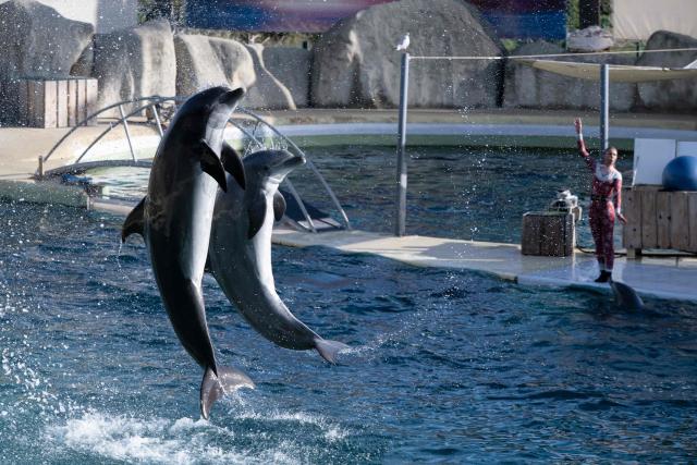 (FILES) Bottlenose dolphins perform at the marine theme park Marineland in Antibes, south-eastern France, on January 2, 2025. The management of Marineland, the leisure park in Antibes, which has been closed since January 2025, announced on May 15, 2026 its intention to transfer its two orcas and twelve dolphins to Spain before the end of June, following approval from the French government. (Photo by MIGUEL MEDINA / AFP)