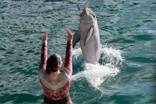 (FILES) A bottlenose dolphin performs with a dolphin trainer at the marine theme park Marineland in Antibes, south-eastern France, on January 2, 2025. The management of Marineland, the leisure park in Antibes, which has been closed since January 2025, announced on May 15, 2026 its intention to transfer its two orcas and twelve dolphins to Spain before the end of June, following approval from the French government. (Photo by MIGUEL MEDINA / AFP)