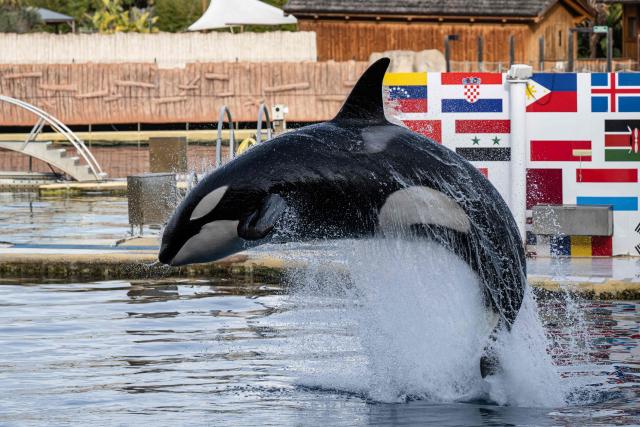 (FILES) An Orca performs at the marine theme park Marineland in Antibes, south-eastern France, on January 2, 2025. The management of Marineland, the leisure park in Antibes, which has been closed since January 2025, announced on May 15, 2026 its intention to transfer its two orcas and twelve dolphins to Spain before the end of June, following approval from the French government. (Photo by MIGUEL MEDINA / AFP)