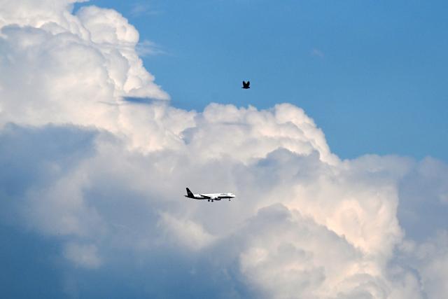 A bird is seen in flight as an Airbus A321-231 aircraft by German airline Lufthansa prepares to land at the Frankfurt International Airport, Frankfurt am Main, western Germany, on May 15, 2026.  (Photo by Kirill KUDRYAVTSEV / AFP)