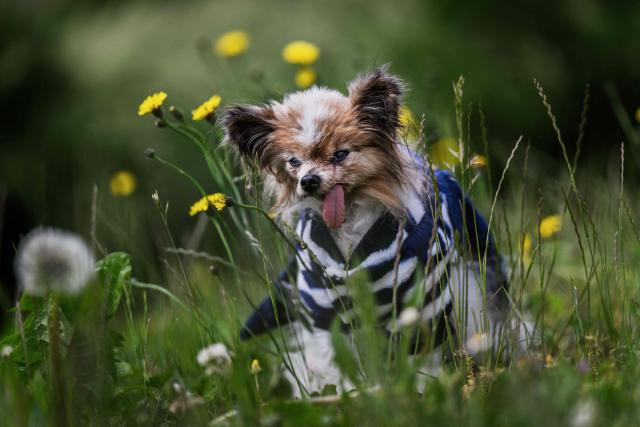 (FILES) Lazare, a Continental Toy Spaniel Papillon said to be the world's oldest dog born in 1995, looks on, in Villy le Pelloux, eastern France, on May 12, 2026. A French toy spaniel named Lazare thought to have been "the world's oldest dog" has died aged 30, his carer said on May 15, 2026. Lazare, a Papillon dwarf spaniel with stand-up "butterfly" ears, was born on December 4, 1995, according to animal charity worker Anne-Sophie Moyon. (Photo by Jeff PACHOUD / AFP)