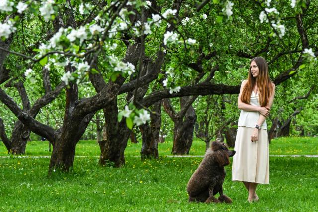 A woman poses with a dog in front of blossoming apple trees in an apple orchard at the Kolomenskoye Museum-Reserve in Moscow on May 15, 2026. (Photo by Igor IVANKO / AFP)
