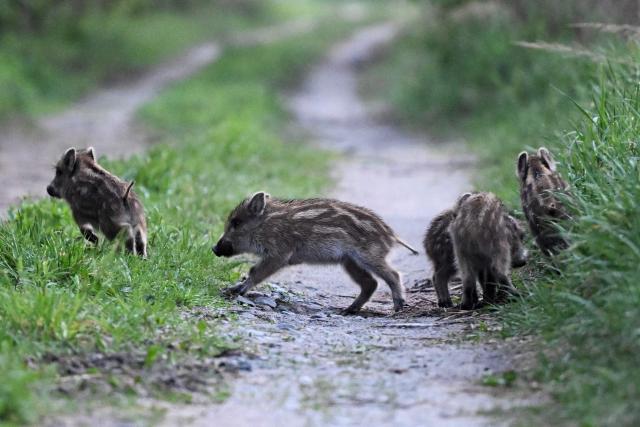 Wild boar piglets graze in a private housing area of Warsaw on May 15, 2026. (Photo by Sergei GAPON / AFP)