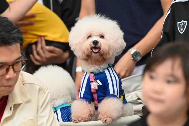 A pet dog wearing a football shirts is pictured during a media preview of FurKids Fiesta, showcasing Adidas' first pet collection, in Singapore on May 16, 2026. (Photo by Roslan RAHMAN / AFP)