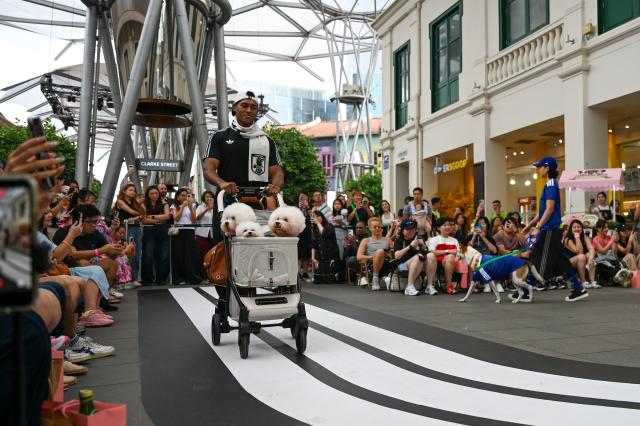 A pet owner pushes a car their dogs wearing football shirts at a runway show during a media preview of FurKids Fiesta, showcasing Adidas' first pet collection, in Singapore on May 16, 2026. (Photo by Roslan RAHMAN / AFP)
