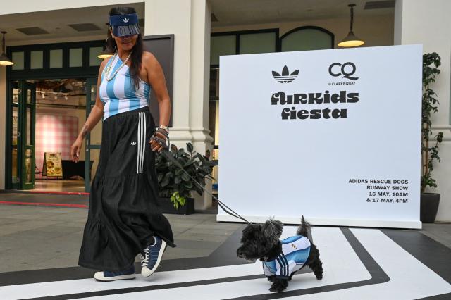 A pet owner walks with their dog wearing a football shirt at a runway show during a media preview of FurKids Fiesta, showcasing Adidas' first pet collection, in Singapore on May 16, 2026. (Photo by Roslan RAHMAN / AFP)