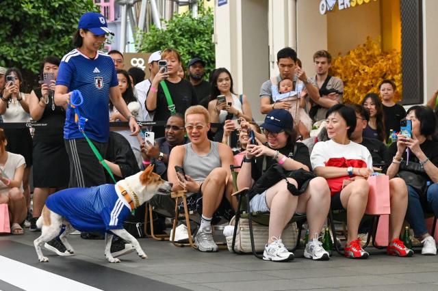 A pet owner walks with their dog wearing a football shirt at a runway show during a media preview of FurKids Fiesta, showcasing Adidas' first pet collection, in Singapore on May 16, 2026. (Photo by Roslan RAHMAN / AFP)