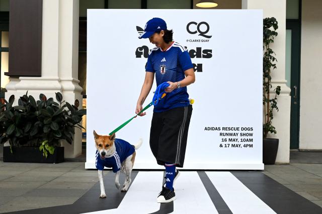 A pet owner walks with their dog wearing a football shirt at a runway show during a media preview of FurKids Fiesta, showcasing Adidas' first pet collection, in Singapore on May 16, 2026. (Photo by Roslan RAHMAN / AFP)