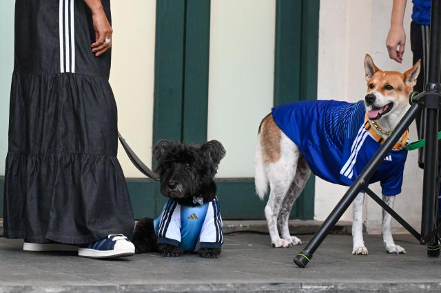 Pet dogs wearing matching football shirts are pictured during a media preview of FurKids Fiesta, showcasing Adidas' first pet collection, in Singapore on May 16, 2026. (Photo by Roslan RAHMAN / AFP)
