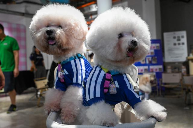 Pet dogs wearing matching football shirts are pictured during a media preview of FurKids Fiesta, showcasing Adidas' first pet collection, in Singapore on May 16, 2026. (Photo by Roslan RAHMAN / AFP)