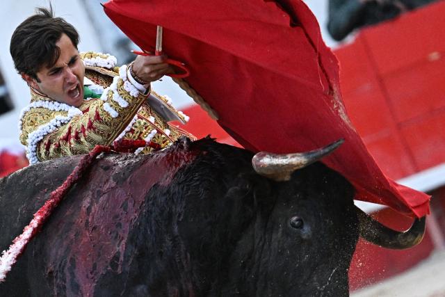 French matador Carlos Olsina performs a pass on a bull during the Arles Feria in Ales, southern France, on May 16, 2026. (Photo by Gabriel BOUYS / AFP)