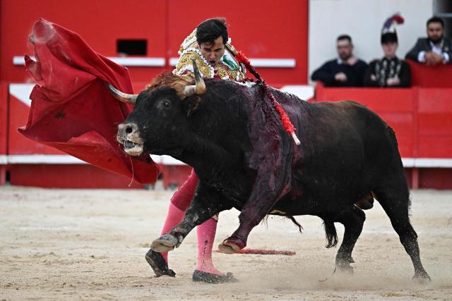 French matador Carlos Olsina performs a pass on a bull during the Arles Feria in Ales, southern France, on May 16, 2026. (Photo by Gabriel BOUYS / AFP)
