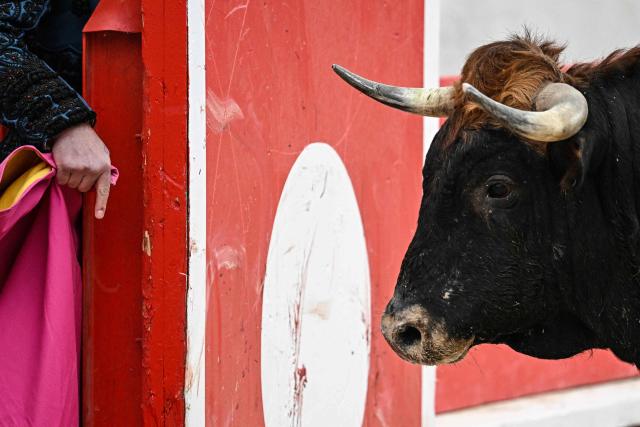A peone (assistant bullfighter) catches the attention of a fighting bull during a bullfight in Ales, Southern France, on May 16, 2026. (Photo by Gabriel BOUYS / AFP)