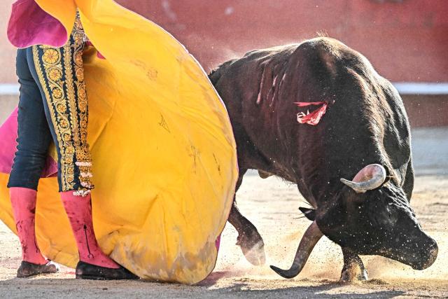 French matador El Rafi performs a pass on a fighting bull in Ales, Southern France, on May 16, 2026. (Photo by Gabriel BOUYS / AFP)