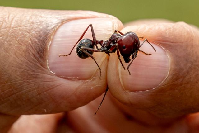 Entomologist Dr Dino Martins, holds a giant African harvester ant, in Silole sanctuary in Kajiado on May 13, 2026. Kenyan ant-expert Dino Martins gushes over the red and black insects that have become the centre of an international smuggling trade.
Martins was shocked when he learned that thousands of queens from this Messor cephalotes species were being harvested and shipped abroad in syringes and test tubes to be sold for hundreds of dollars each.
The trade came to light in Kenya last year when two Belgian teenagers were arrested in possession of nearly 5,000 queen ants, and accused of "biopiracy". (Photo by SIMON MAINA / AFP)
