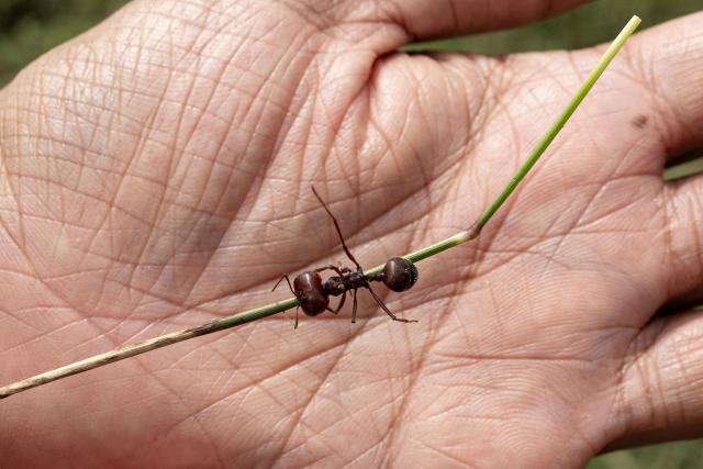 Entomologist Dr Dino Martins, holds a giant African harvester ant, in Silole sanctuary in Kajiado on May 13, 2026. Kenyan ant-expert Dino Martins gushes over the red and black insects that have become the centre of an international smuggling trade.
Martins was shocked when he learned that thousands of queens from this Messor cephalotes species were being harvested and shipped abroad in syringes and test tubes to be sold for hundreds of dollars each.
The trade came to light in Kenya last year when two Belgian teenagers were arrested in possession of nearly 5,000 queen ants, and accused of "biopiracy". (Photo by SIMON MAINA / AFP)