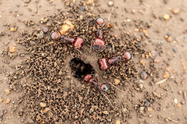 Giant African harvester ants seen next to their nest in Silole sanctuary in Kajiado on May 13, 2026. Kenyan ant-expert Dino Martins gushes over the red and black insects that have become the centre of an international smuggling trade.
Martins was shocked when he learned that thousands of queens from this Messor cephalotes species were being harvested and shipped abroad in syringes and test tubes to be sold for hundreds of dollars each.
The trade came to light in Kenya last year when two Belgian teenagers were arrested in possession of nearly 5,000 queen ants, and accused of "biopiracy". (Photo by SIMON MAINA / AFP)