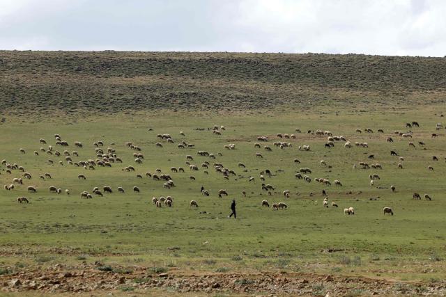 A shepherd grazes his flock of sheep along the Lake Aguelmame Sidi Ali in the Khenifra province of Morocco on May 17, 2026. (Photo by Abdel Majid BZIOUAT / AFP)