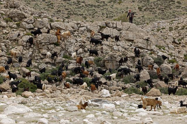 A shepherd grazes his flock of sheep along the Lake Aguelmame Sidi Ali in the Khenifra province of Morocco on May 17, 2026. (Photo by Abdel Majid BZIOUAT / AFP)