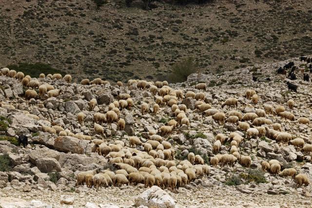 A flock of sheep grazes along the Lake Aguelmame Sidi Ali in the Khenifra province of Morocco on May 17, 2026. (Photo by Abdel Majid BZIOUAT / AFP)