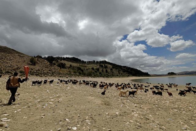 A shepherd grazes his flock of sheep along the Lake Aguelmame Sidi Ali in the Khenifra province of Morocco on May 17, 2026. (Photo by Abdel Majid BZIOUAT / AFP)
