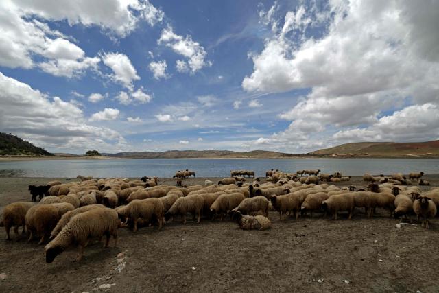 A flock of sheep grazes along the Lake Aguelmame Sidi Ali in the Khenifra province of Morocco on May 17, 2026. (Photo by Abdel Majid BZIOUAT / AFP)