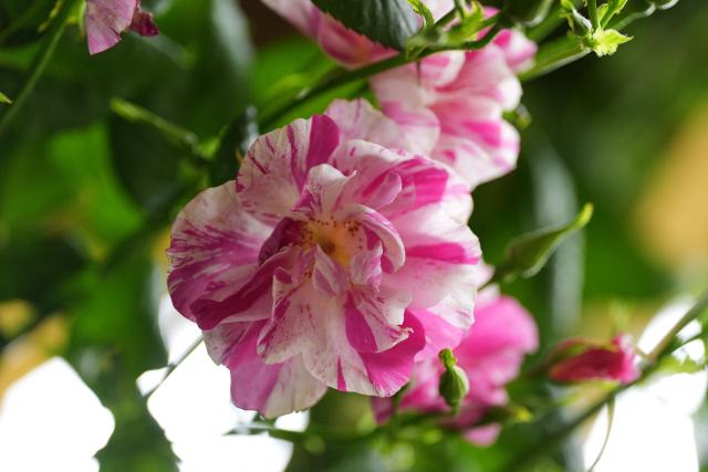 The King's Rose (C), by David Austin Roses, is pictured on the press day ahead of the 2026 RHS Chelsea Flower Show in London on May 18, 2026. (Photo by Yui Mok / POOL / AFP)