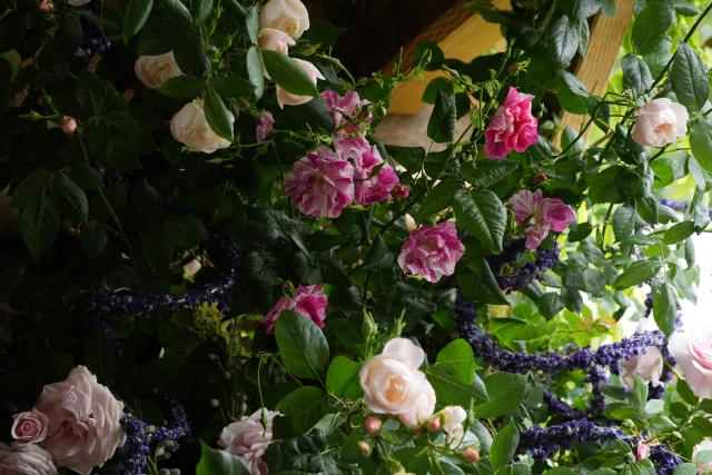 The King's Rose (C), and the Sir David Beckham rose, by David Austin Roses, are pictured on the press day ahead of the 2026 RHS Chelsea Flower Show in London on May 18, 2026. (Photo by Yui Mok / POOL / AFP)