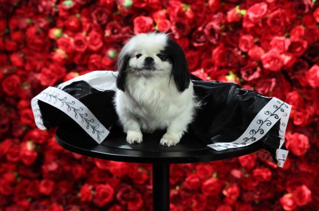 BeBe, a Pekingese dressed as US actress Anne Hathaway, poses during the 2026 Pet Gala at CINEPLAY in New York, on May 18, 2026. The highly anticipated annual canine fashion event, created by pet couturier Anthony Rubio, showcases dogs in elaborate, custom-made outfits inspired by the year's Met Gala. (Photo by TIMOTHY A. CLARY / AFP)