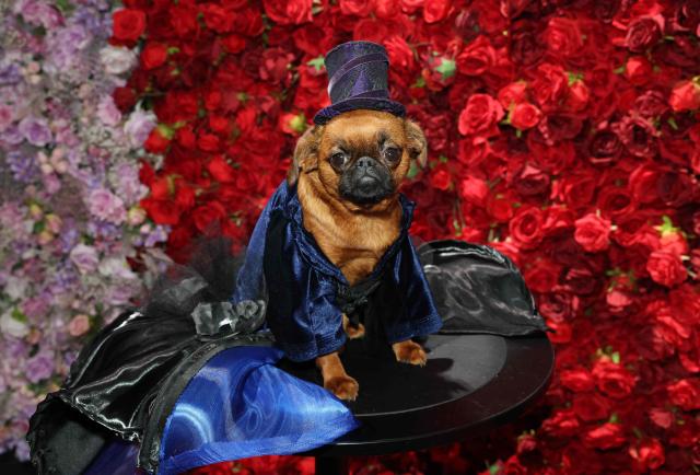 A Pug, dressed as US singer-songwriter Stevie Nicks, poses during the 2026 Pet Gala at CINEPLAY in New York, on May 18, 2026. The highly anticipated annual canine fashion event, created by pet couturier Anthony Rubio, showcases dogs in elaborate, custom-made outfits inspired by the year's Met Gala. (Photo by TIMOTHY A. CLARY / AFP)